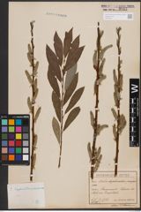 Foto von Salix daphnoides Vill. x Salix purpurea L.